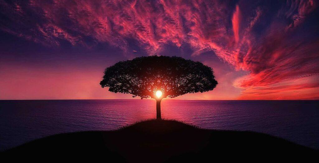 Featured Image: sunset at the background of a tree. Post: Inspirational Quotes from Zig Ziglar