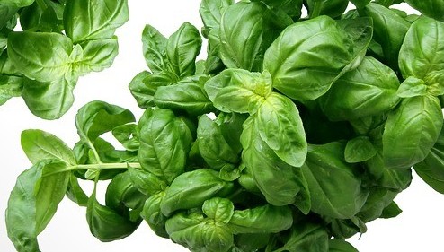 Basil leaves can be used during pregnancy as a natural remedy for heartburn