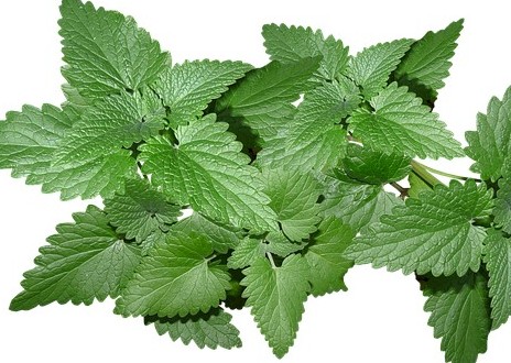 Fresh mint leaves- Heartburn Remedies during pregnancy